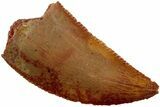 Serrated, Raptor Tooth - Real Dinosaur Tooth #233001-1